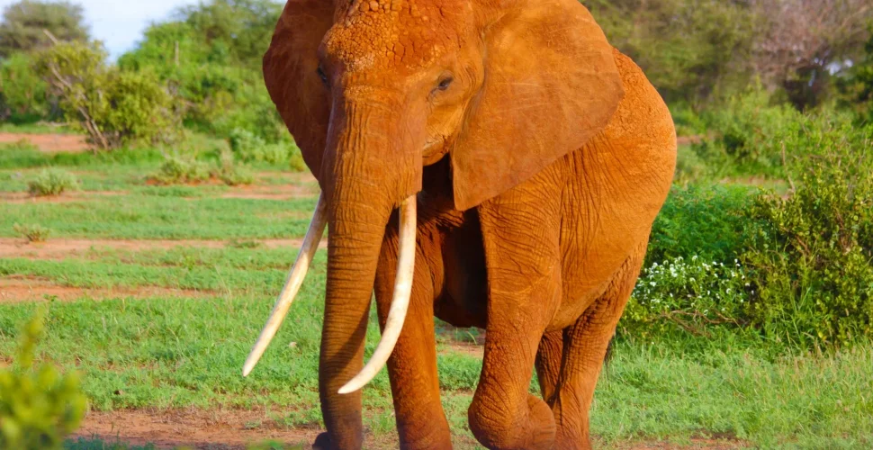 10 Tips for the perfect Safari Travel