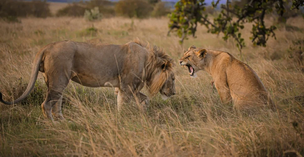 Kenia – cradle of mankind and modern-day Africa
